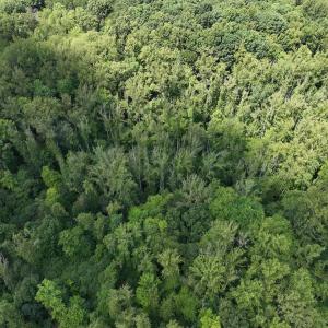 Photo #8 of Off of Amy Lane, Moneta, VA 6.6 acres