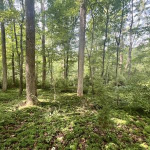 Photo #17 of Off of Amy Lane, Moneta, VA 6.6 acres