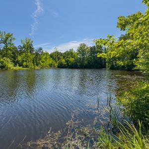 Photo #3 of SOLD property in Off Aldridge Road, Yanceyville, NC 56.6 acres