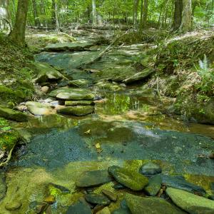 Photo #10 of SOLD property in Off Aldridge Road, Yanceyville, NC 56.6 acres