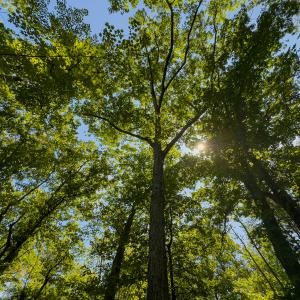 Photo #14 of SOLD property in Off Aldridge Road, Yanceyville, NC 56.6 acres