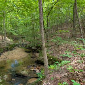 Photo #17 of SOLD property in Off Aldridge Road, Yanceyville, NC 56.6 acres