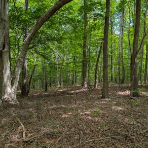 Photo #21 of SOLD property in Off Aldridge Road, Yanceyville, NC 56.6 acres