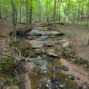 Photo #24 of SOLD property in Off Aldridge Road, Yanceyville, NC 56.6 acres