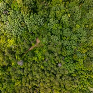 Photo #34 of SOLD property in Off Aldridge Road, Yanceyville, NC 56.6 acres