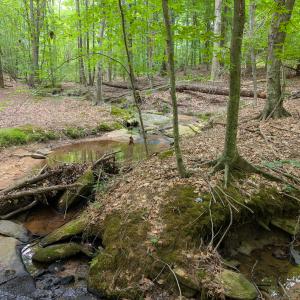 Photo #42 of SOLD property in Off Aldridge Road, Yanceyville, NC 56.6 acres