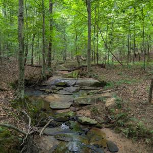 Photo #47 of SOLD property in Off Aldridge Road, Yanceyville, NC 56.6 acres