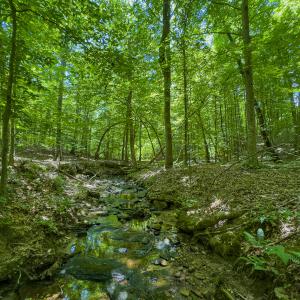 Photo #52 of SOLD property in Off Aldridge Road, Yanceyville, NC 56.6 acres