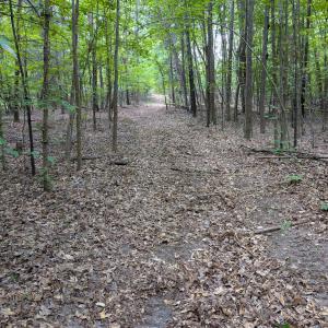 Photo #57 of SOLD property in Off Aldridge Road, Yanceyville, NC 56.6 acres
