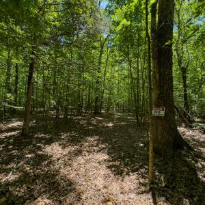 Photo #61 of SOLD property in Off Aldridge Road, Yanceyville, NC 56.6 acres