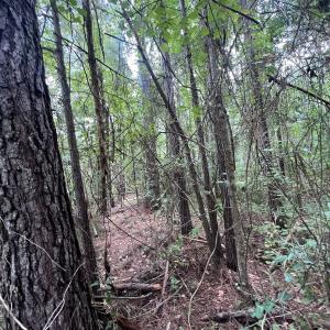 Photo #20 of SOLD property in 114 Baytree Ln, Havelock, NC 3.8 acres