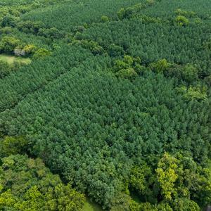 Photo #1 of SOLD property in Off White Street, Warrenton, NC 17.5 acres