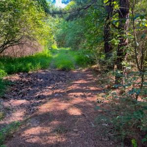 Photo #6 of SOLD property in Off White Street, Warrenton, NC 17.5 acres