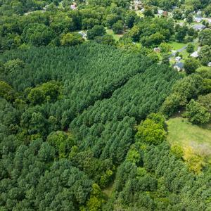 Photo #7 of SOLD property in Off White Street, Warrenton, NC 17.5 acres