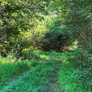 Photo #13 of SOLD property in Off White Street, Warrenton, NC 17.5 acres