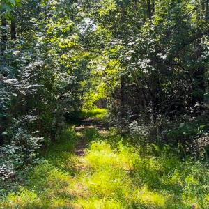 Photo #17 of SOLD property in Off White Street, Warrenton, NC 17.5 acres