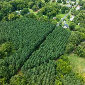 Photo #25 of SOLD property in Off White Street, Warrenton, NC 17.5 acres