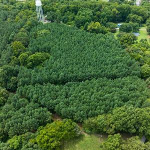 Photo #31 of SOLD property in Off White Street, Warrenton, NC 17.5 acres