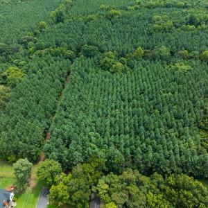 Photo #34 of SOLD property in Off White Street, Warrenton, NC 17.5 acres