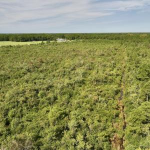 Photo #12 of SOLD property in Off Davis Rd, Richlands, NC 44.1 acres