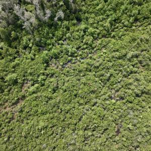 Photo #16 of SOLD property in Off Davis Rd, Richlands, NC 44.1 acres
