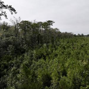 Photo #17 of SOLD property in Off Davis Rd, Richlands, NC 44.1 acres