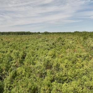 Photo #18 of SOLD property in Off Davis Rd, Richlands, NC 44.1 acres