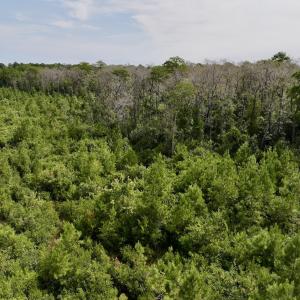 Photo #19 of SOLD property in Off Davis Rd, Richlands, NC 44.1 acres