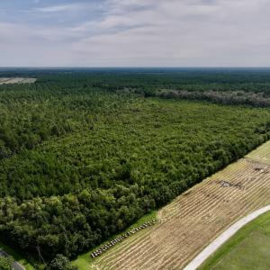 Photo #5 of SOLD property in Off Davis Rd, Richlands, NC 44.1 acres