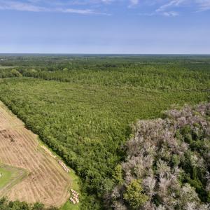 Photo #6 of SOLD property in Off Davis Rd, Richlands, NC 44.1 acres