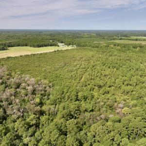 Photo #10 of SOLD property in Off Davis Rd, Richlands, NC 44.1 acres