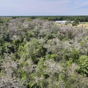 Photo #21 of SOLD property in Off Davis Rd, Richlands, NC 44.1 acres