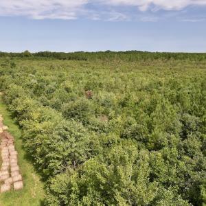 Photo #22 of SOLD property in Off Davis Rd, Richlands, NC 44.1 acres