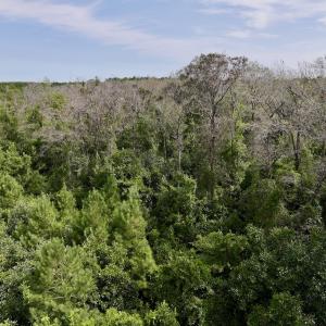 Photo #23 of SOLD property in Off Davis Rd, Richlands, NC 44.1 acres