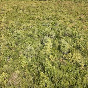Photo #24 of SOLD property in Off Davis Rd, Richlands, NC 44.1 acres