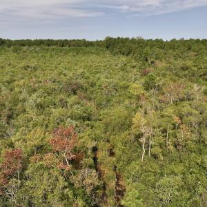 Photo #25 of SOLD property in Off Davis Rd, Richlands, NC 44.1 acres