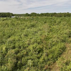 Photo #26 of SOLD property in Off Davis Rd, Richlands, NC 44.1 acres