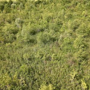 Photo #27 of SOLD property in Off Davis Rd, Richlands, NC 44.1 acres