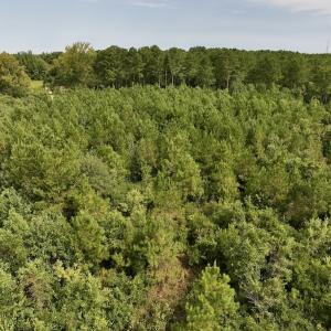 Photo #28 of SOLD property in Off Davis Rd, Richlands, NC 44.1 acres