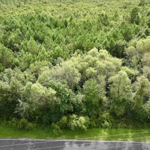 Photo #29 of SOLD property in Off Davis Rd, Richlands, NC 44.1 acres