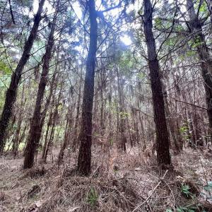Photo #31 of SOLD property in Off Davis Rd, Richlands, NC 44.1 acres