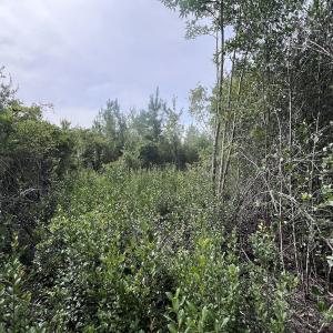Photo #32 of SOLD property in Off Davis Rd, Richlands, NC 44.1 acres