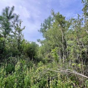 Photo #33 of SOLD property in Off Davis Rd, Richlands, NC 44.1 acres