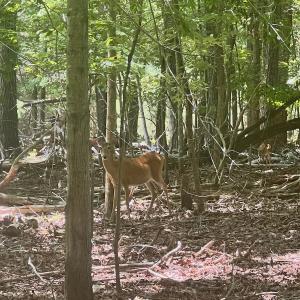 Photo #7 of Off of Poplar Drive, Hardy, VA 0.3 acres
