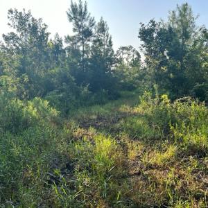 Photo #6 of SOLD property in Off Fountain Town Rd, Beualville, NC 28.7 acres