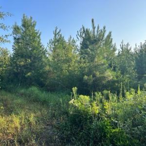Photo #18 of SOLD property in Off Fountain Town Rd, Beualville, NC 28.7 acres
