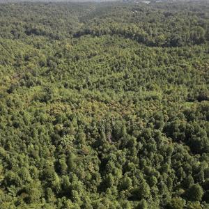 Photo #11 of SOLD property in 02 Seven Island Road, Danbury, NC 21.7 acres