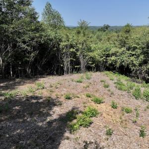 Photo #26 of SOLD property in 02 Seven Island Road, Danbury, NC 21.7 acres