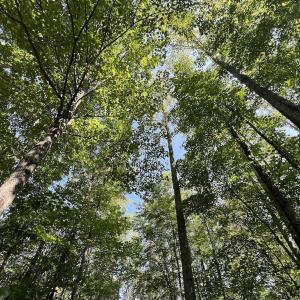 Photo #33 of SOLD property in 02 Seven Island Road, Danbury, NC 21.7 acres