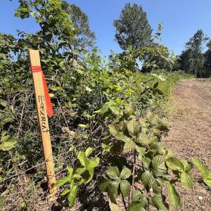Photo #25 of SOLD property in Off Todd Road and Virgilina Road, Roxboro, NC 31.4 acres